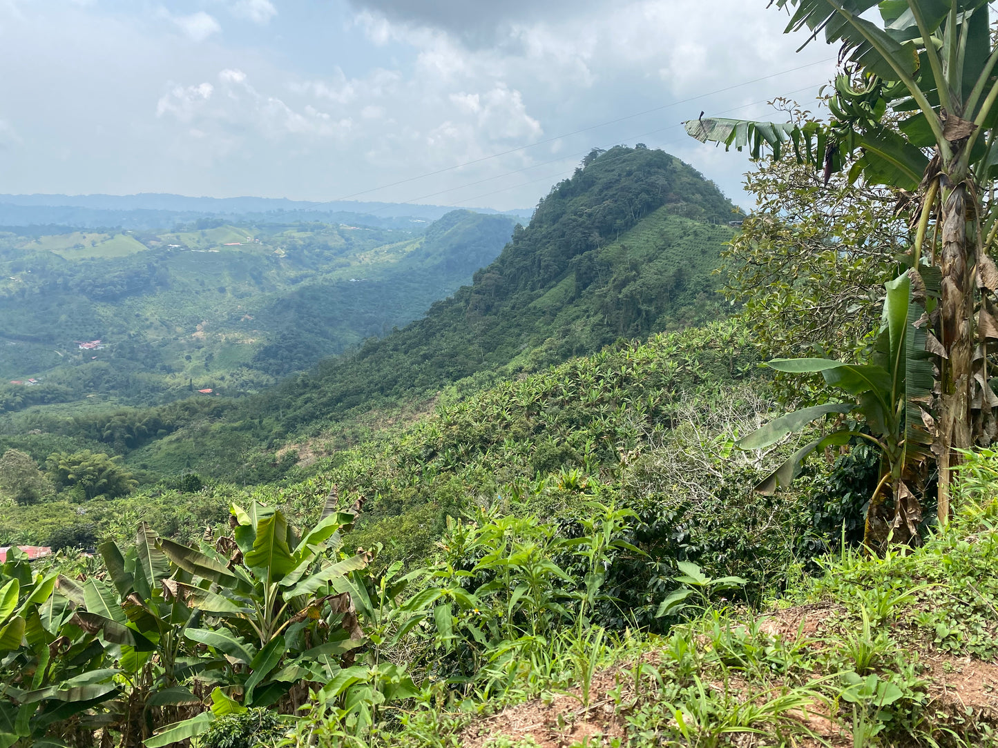 Colombia Papayo